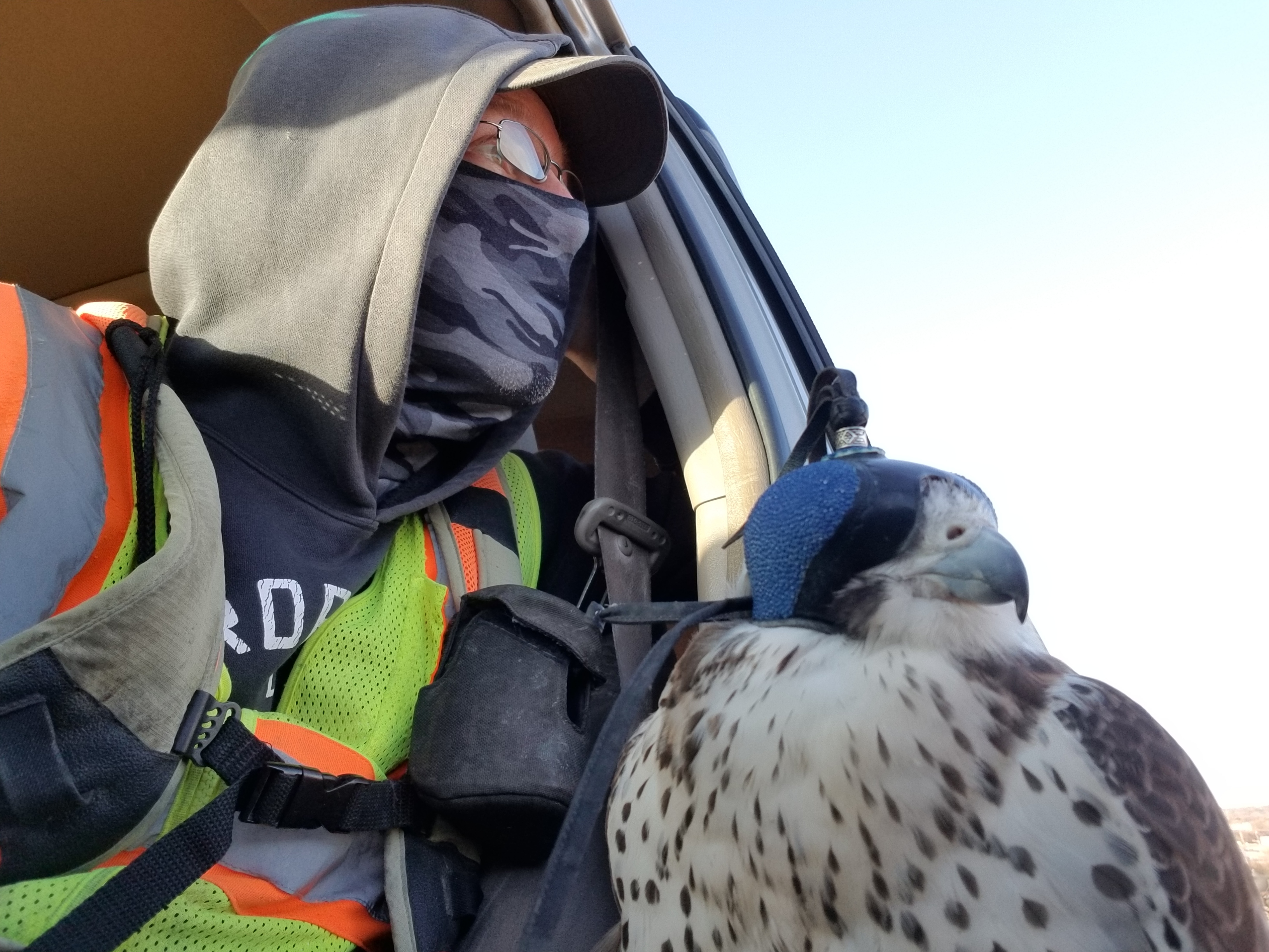 Falconer in cold-weather gear with hooded falcon