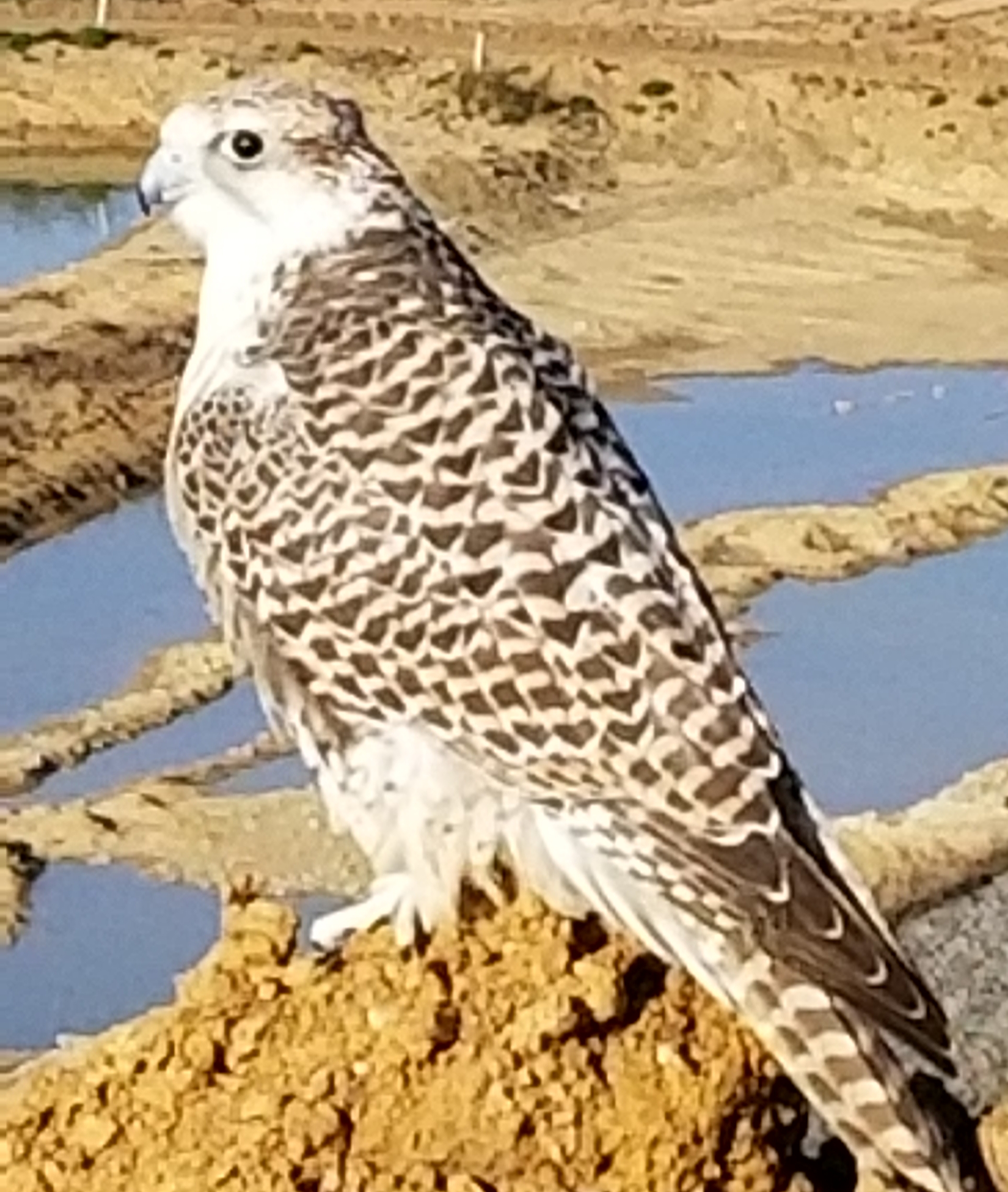 Gyrfalcon perched at landfill water feature