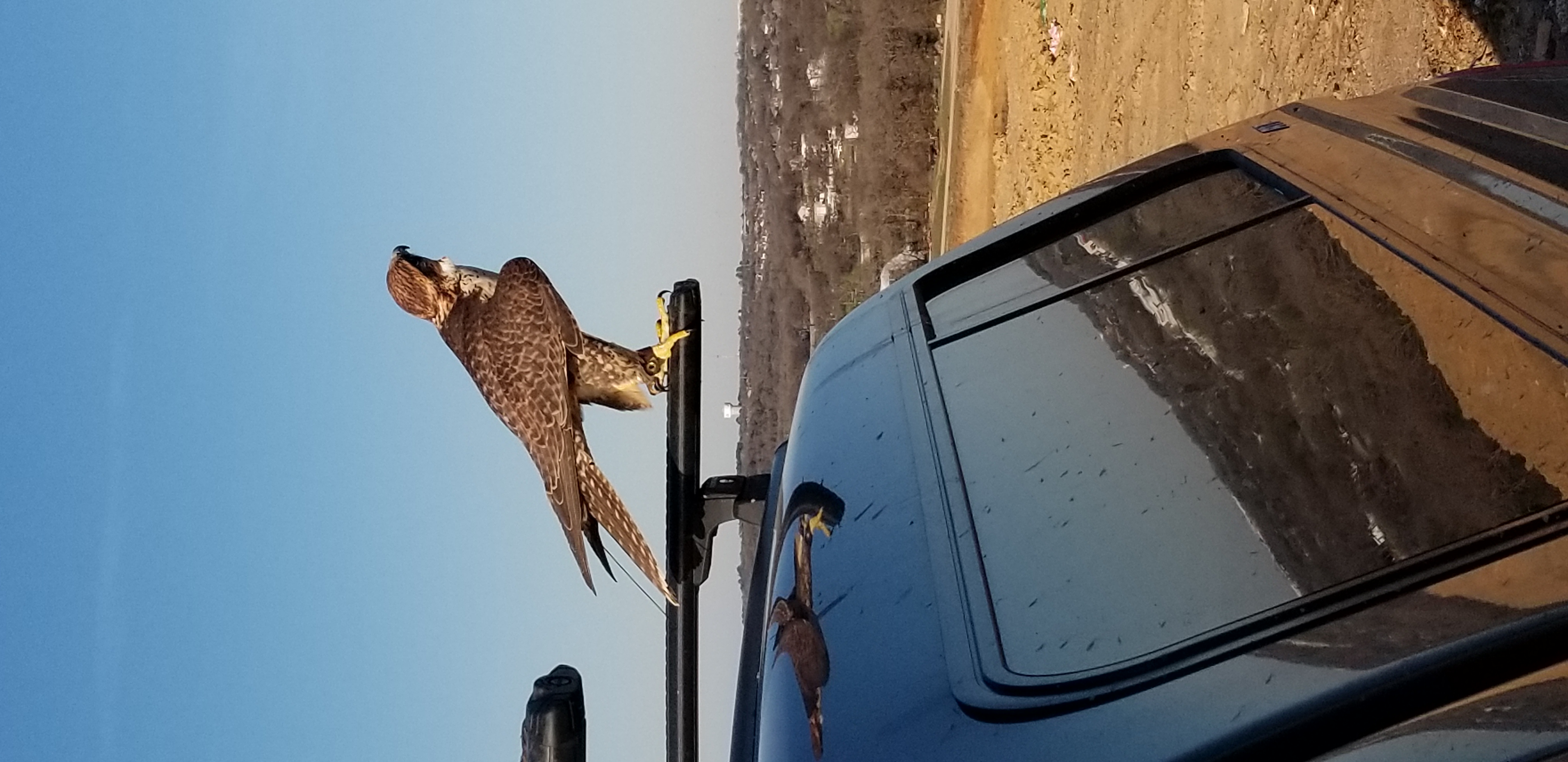 Falcon perched on truck rack overlooking landfill