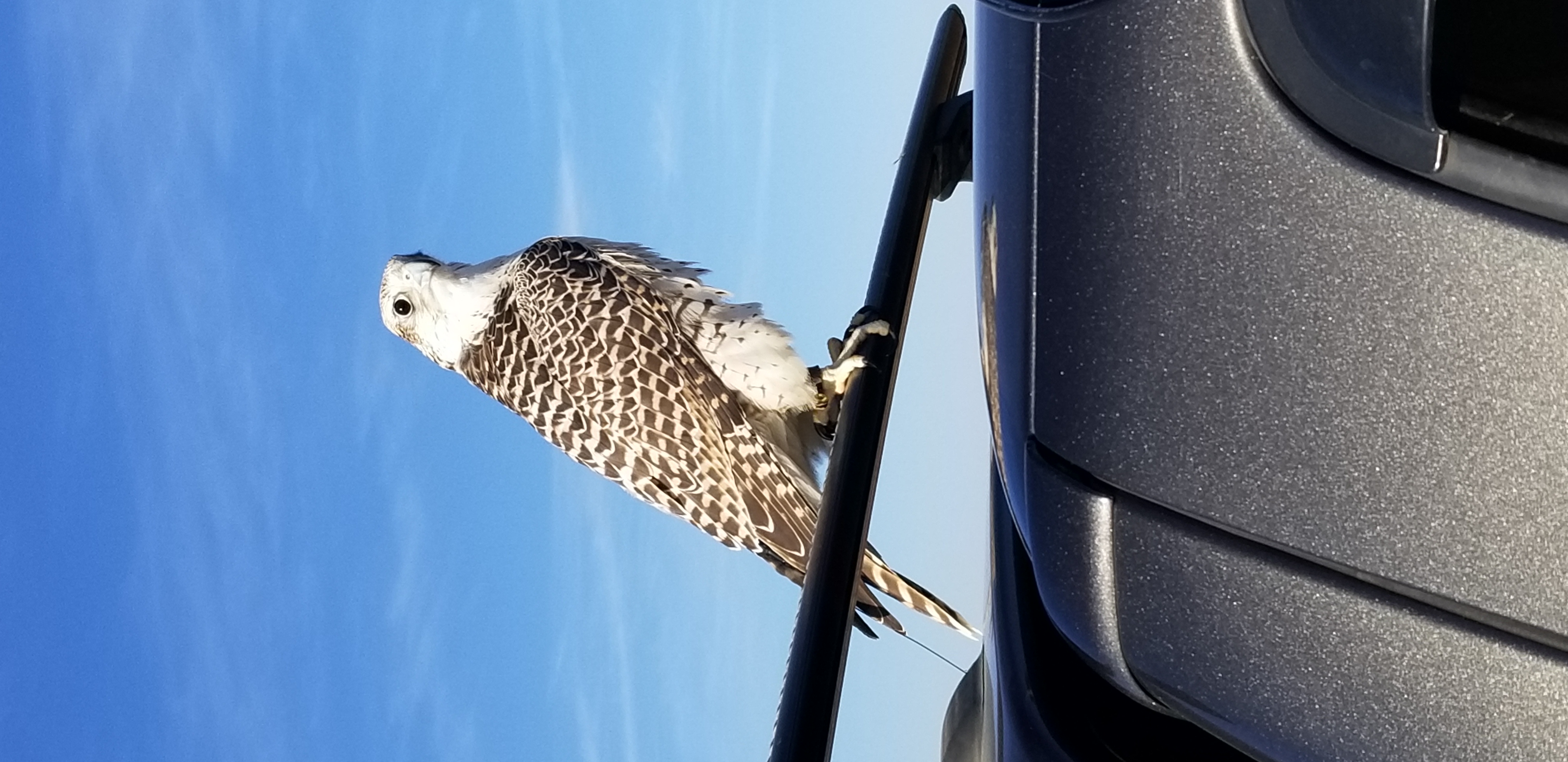 Gyrfalcon perched on truck rack against blue sky