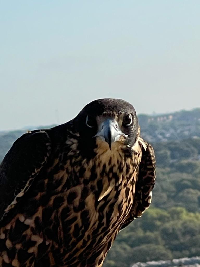 Peregrine Falcon