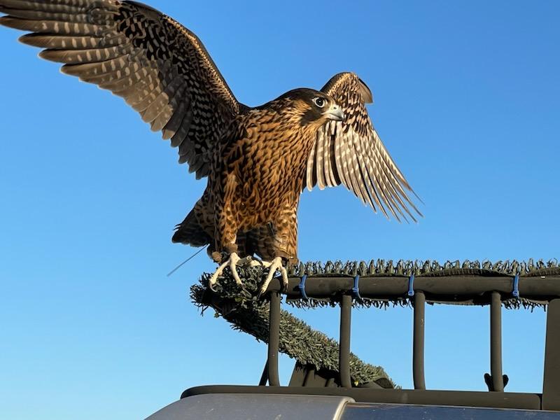 Peregrine Falcon
