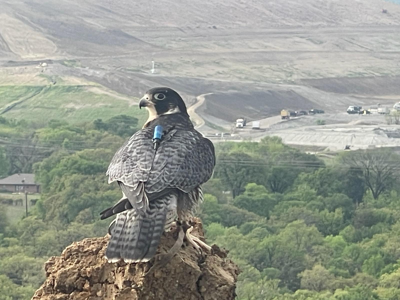 Peregrine Falcon