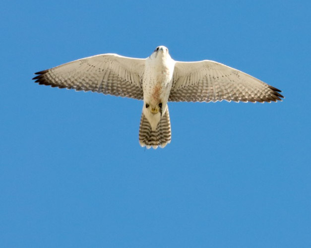 Falcon in flight overhead