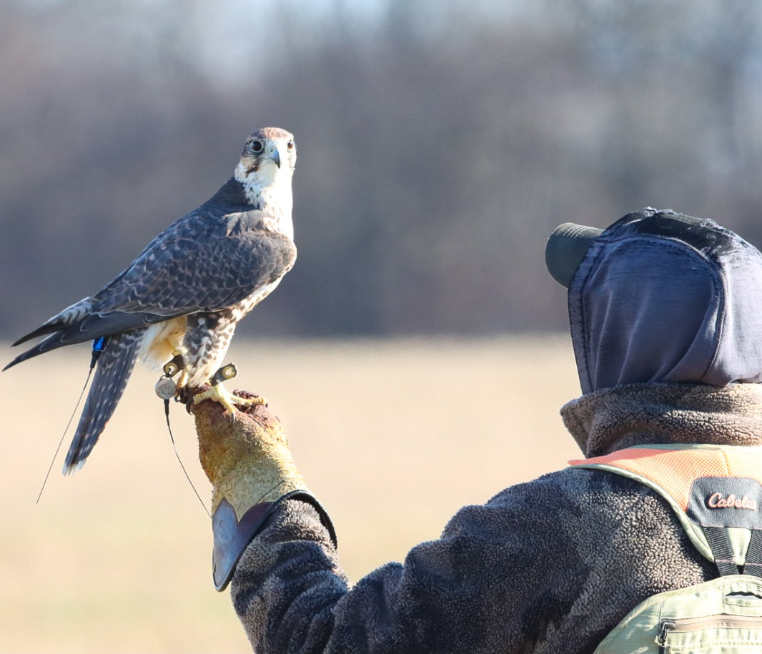 Falcon on gloved hand