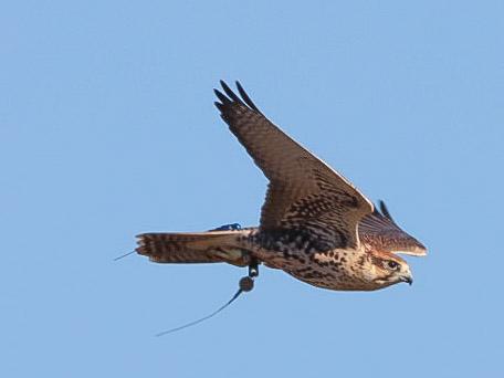 Falcon banking in flight