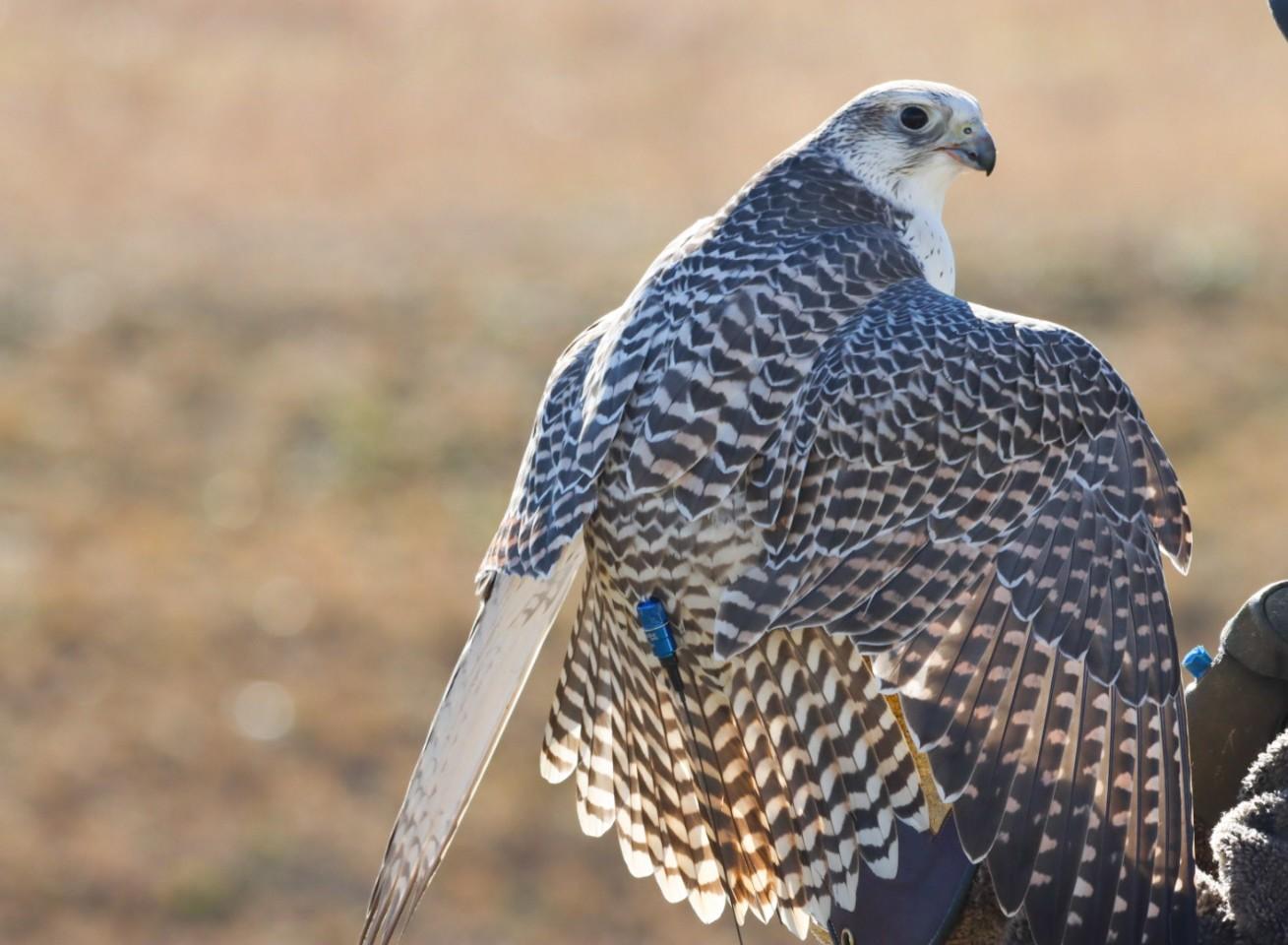 Gyrfalcon mantling wings