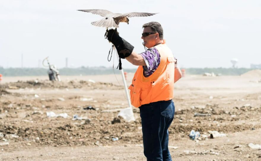 Falconer with kestrel on glove at active landfill site
