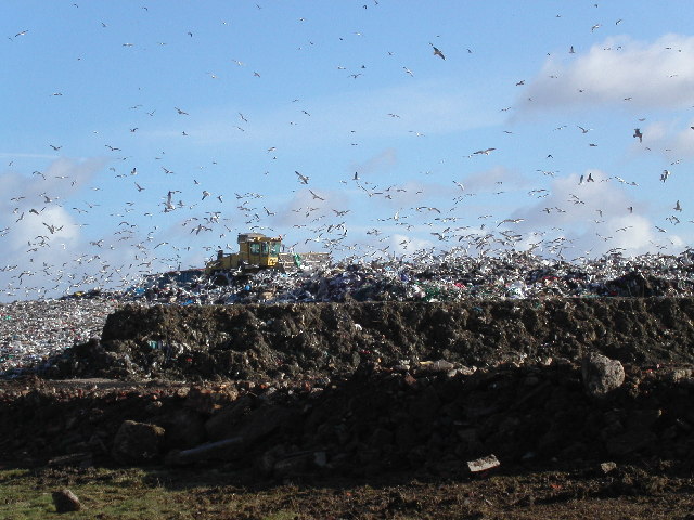 Seagulls swarming an active landfill site